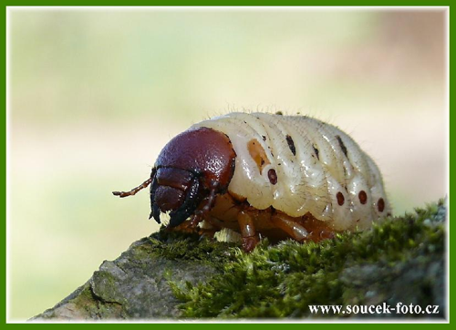 Foto: Nosorožík kapucínek