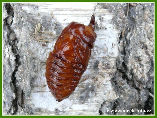 Foto: Nosorožík kapucínek