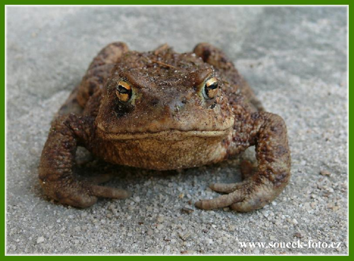 Foto: Ropucha obecná