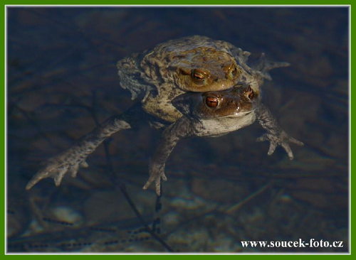 Foto: Ropucha obecná