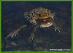 Foto: Ropucha obecná