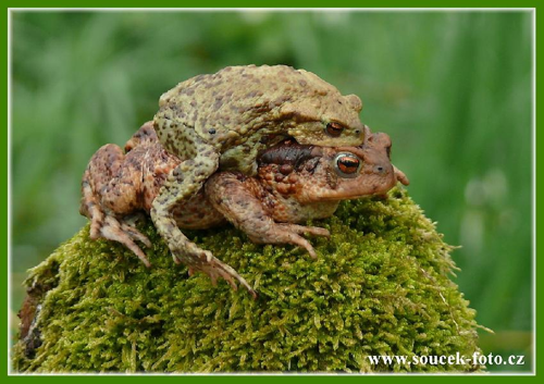 Foto: Ropucha obecná