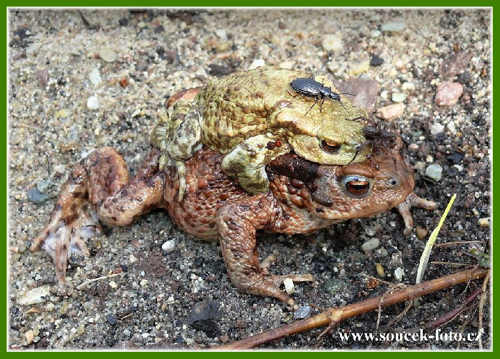 Foto: Ropucha obecná