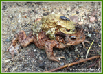 Foto: Ropucha obecná