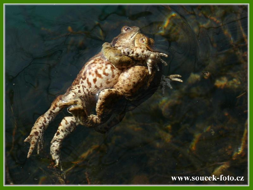 Foto: Ropucha obecná