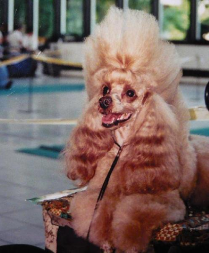 Foto: Pudl trpasličí