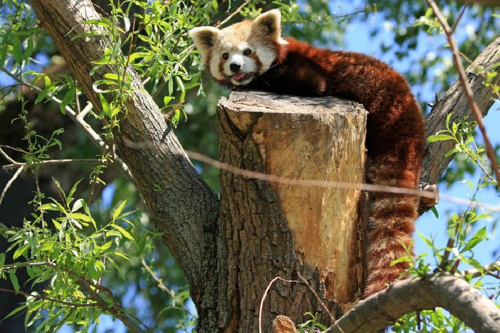 Foto: Panda červená
