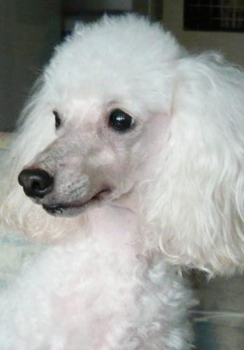 Foto: Pudl trpasličí