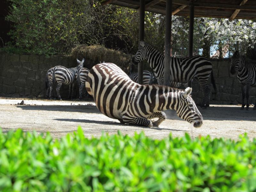 Foto: Zebra bezhřívá