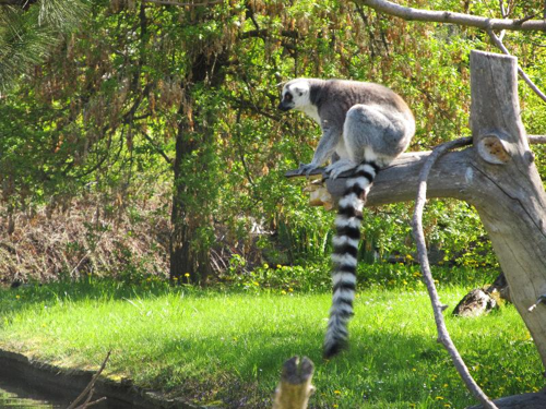 Foto: Lemur kata