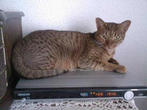 Foto: Ocicat