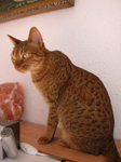 Foto: Ocicat