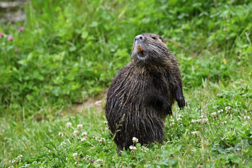 Foto: Ondatra pižmová
