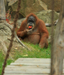 Foto: Orangutan sumaterský