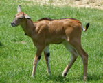 Foto: Antilopa losí