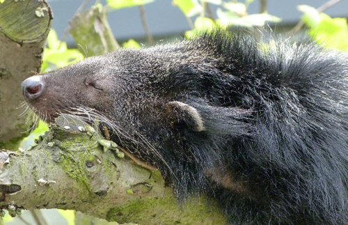 Foto: Binturong