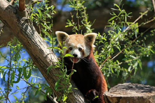 Foto: Panda červená
