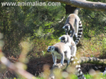 Foto: Lemur kata