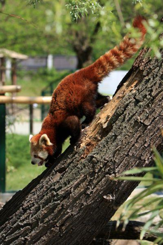 Foto: Panda červená