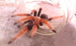 Foto: Brachypelma smithi