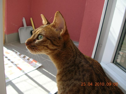 Foto: Ocicat