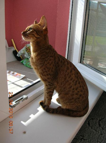 Foto: Ocicat