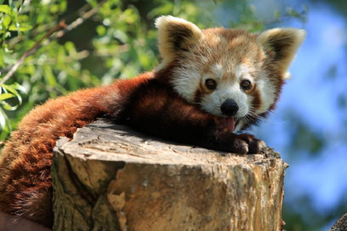 Foto: Panda červená