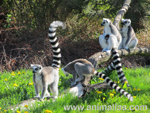 Foto: Lemur kata