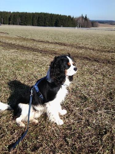 Foto: Kavalír king charles španěl