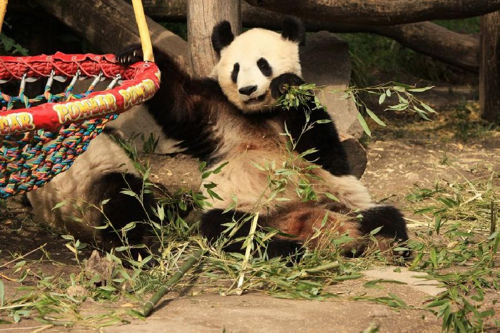 Foto: Panda velká