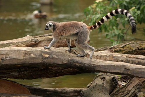 Foto: Lemur kata