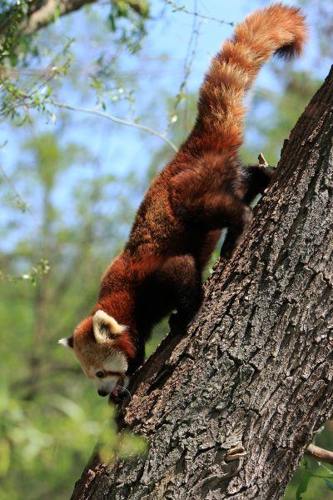 Foto: Panda červená