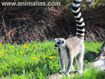 Foto: Lemur kata