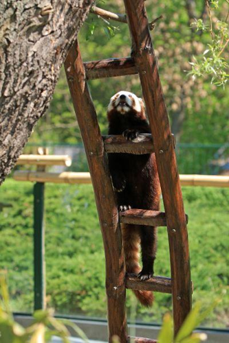 Foto: Panda červená