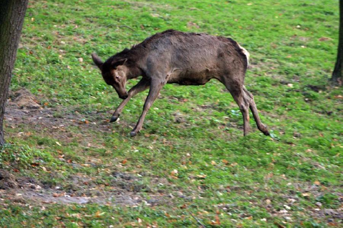 Foto: Wapiti sibiřský