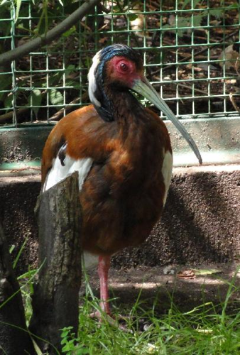 Foto: Ibis madagaskarský