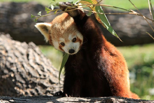 Foto: Panda červená
