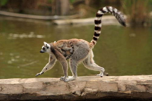 Foto: Lemur kata