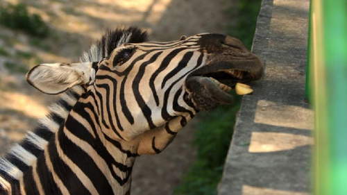 Foto: Zebra chapmanova