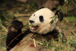 Foto: Panda velká