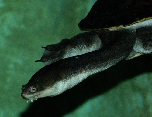 Foto: Dlouhokrčka siebenrockova