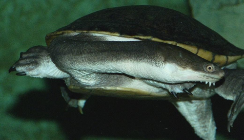 Foto: Dlouhokrčka siebenrockova