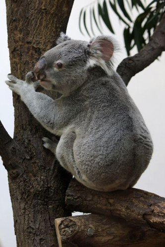 Foto: Koala medvídkovitý