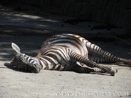 Foto: Zebra bezhřívá