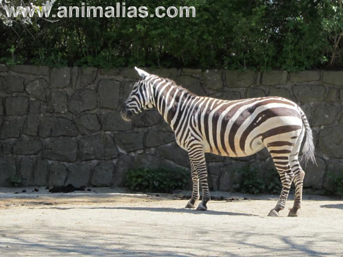 Foto: Zebra bezhřívá