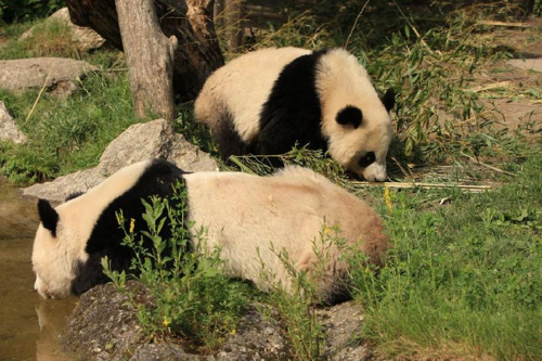 Foto: Panda velká