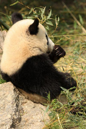 Foto: Panda velká