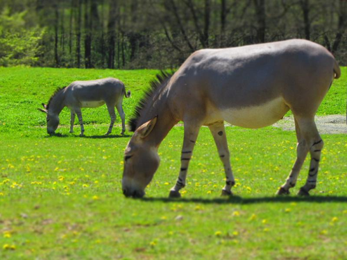 Foto: Osel somálský