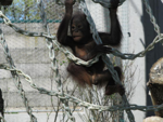 Foto: Orangutan bornejský