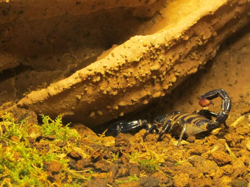 Foto: Veleštír trnitý